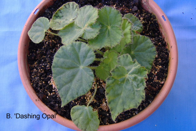 B. ‘Dashing Opal’